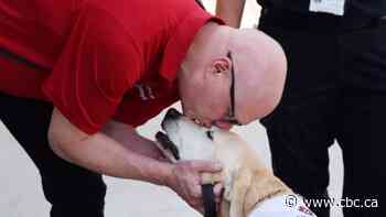 Meet Charlie, a 14-year-old yellow lab and newly retired therapy dog