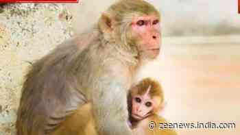 Monkeys Save Little Girl From Getting Raped In UP; Suspect Flees