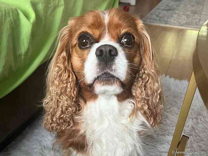 ‘Hero’ dog helps prevent house fire in Fairlington