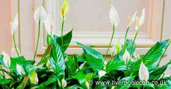 Mistake peace lily owners make that stops the house plants from flowering