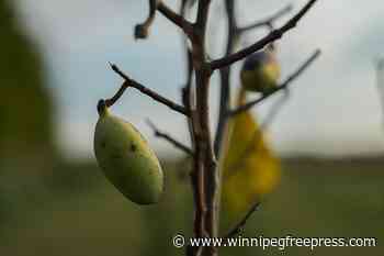 In Ohio, drought and shifting weather patterns affect North America’s largest native fruit