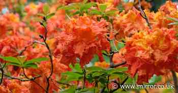 Monty Don’s firm advice to protect rhododendrons now with quick garden job