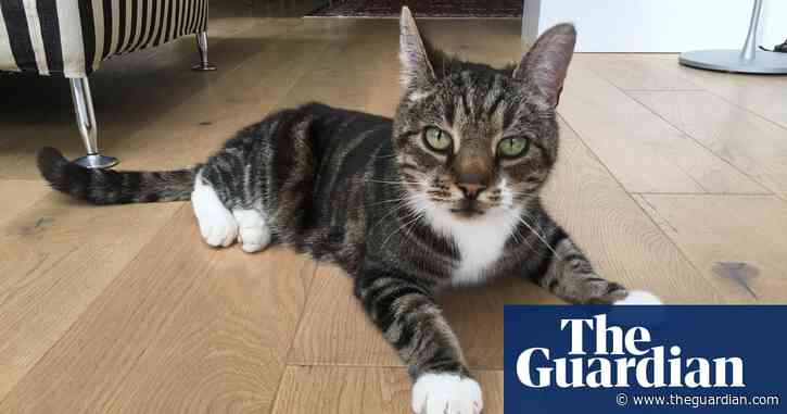 The pet I’ll never forget: Shackleton, the cat who faked his own death