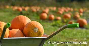 Halloween 2024: Welsh Pumpkin picking patches near you to book now ready for spooky season