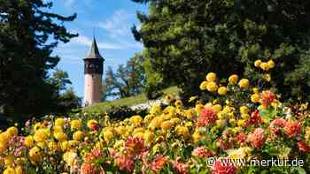 Warum auf einer Insel in Baden-Württemberg ein Wehrturm ein Blumenmeer überblickt