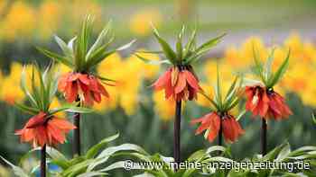 Im Herbst pflanzen: Diese Blumen mögen Wühlmäuse überhaupt nicht