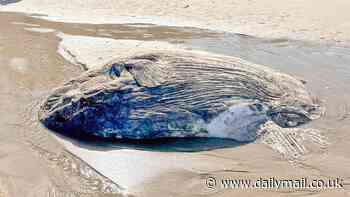 Giant sea creature washes up on Oregon beach around gawking vacationers