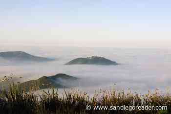 Ground fog blankets coastal zones, Chinese flame trees begin to bloom