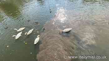 Shame of the water companies as swans are seen being forced to feed and bathe in raw sewage leaking into the River Avon