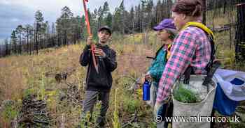 Volunteers help seedlings take root as New Mexico attempts to recover from historic wildfire