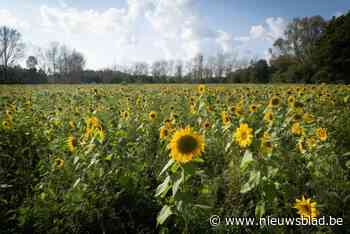 Waarom je dit najaar zo veel zonnebloemen ziet op Limburgse landbouwvelden