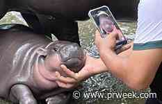 Which brand had the funniest reaction to viral baby hippo Moo Deng?