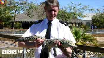 'My job wasn't all puppies and kittens... I found an alligator in a car boot'