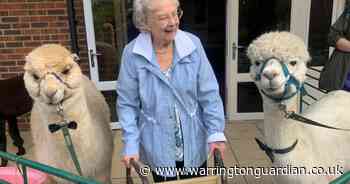 Three alpacas visit care home to spend time with residents