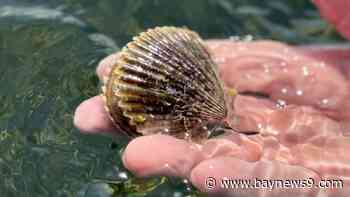 Turbulent scalloping season comes to a close in Pasco County