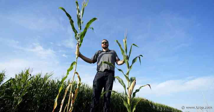 'Short corn' could replace fields blasted by changing climate