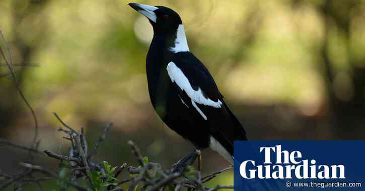 Suspected poisoning of 30 magpies in Cootamundra under investigation