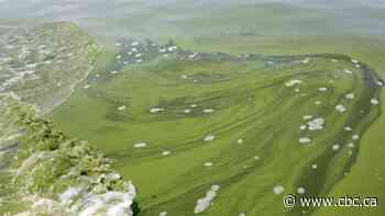 Warning issued for water at Snyder's Flats after suspected blue-green algae bloom spotted