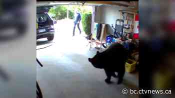 Video shows black bear chasing B.C. man out of his garage