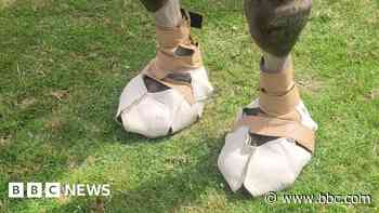 Customised shoes give camel 'new lease of life'