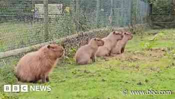 Cinnamon the capybara reunited with family