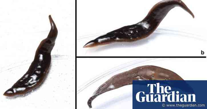 New species of invasive flatworm discovered in three southern US states