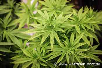 Cannabis-Plantage ausgehoben