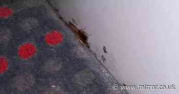 Horror moment passengers find cockroaches spread out on backseat of National Express