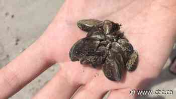 More zebra mussels found in Clear Lake: Parks Canada