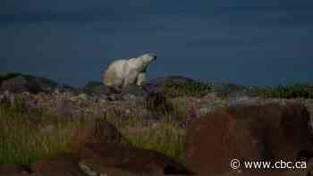 Melting sea ice, disappearing high-fat food sources mean trouble for Hudson Bay polar bears