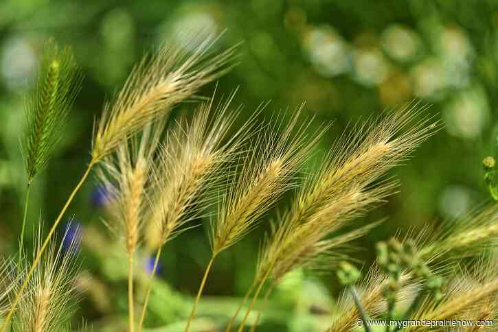 Noxious weed control measures implemented throughout the city