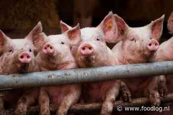 Bijna vijf keer zoveel varkens als kippen halen slachthuis niet