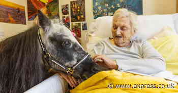 Forget therapy dogs… Mini ponies to give therapeutic cuddles