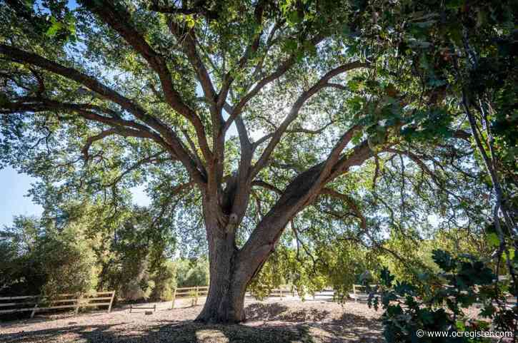 A 400-year-old oak tree in Santa Clarita Valley gets LA County historic landmark status