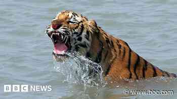 Tigers and crocs make mangrove preservation tough work