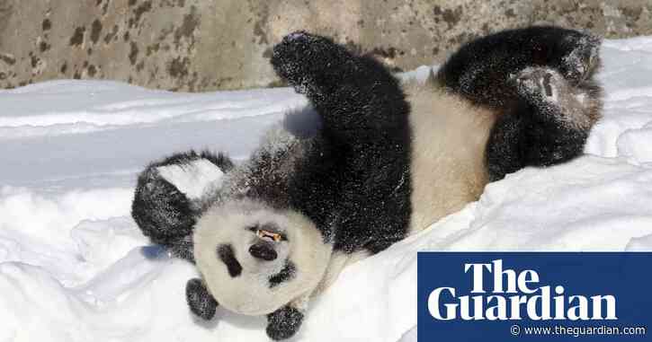 Finland zoo will return its giant pandas to China, blaming inflation