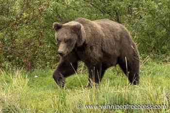 The chunkiest of chunks face off in Alaska’s Fat Bear Week