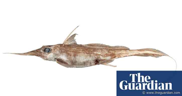 New ghost shark species with unusually long nose discovered in deep seas off New Zealand