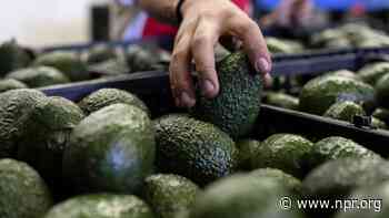 U.S. to hand over pest inspections of Mexican avocados to Mexico