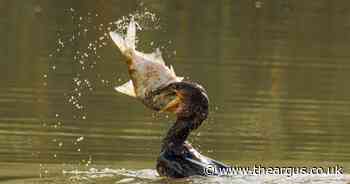 Stunning pictures capture cormorant enjoying fish dinner