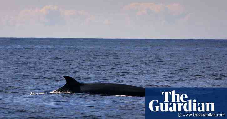 Surge in minke whales could be down to fewer basking sharks, Hebrides study says