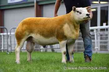 NSA Wales and Border ram sale breaks records with turnover up 10%