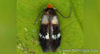 &#39;Extremely rare&#39; micro moth discovered on Dorset farm