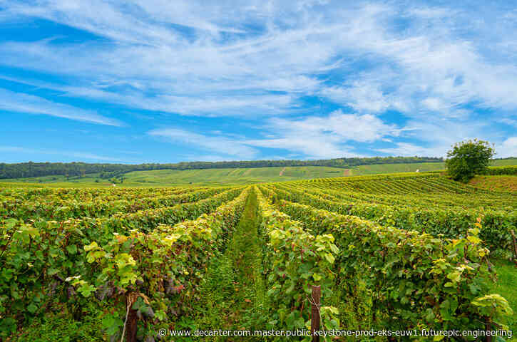 France proposes €120m plan to uproot vines