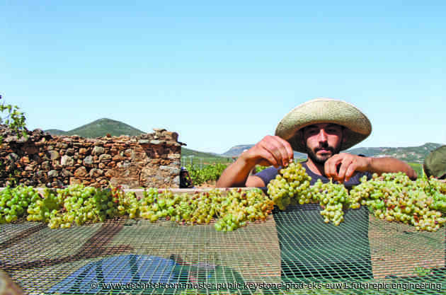 Malvasia: A guide to this ancient grape and its sprawling worldwide family