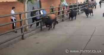 Horrifying moment rampaging bull gores man to death and injures girl, 3, and grandparents