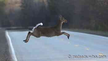 West Michigan deer dying from fly disease