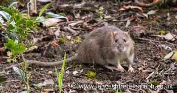 Garden experts share 7 tips for keeping rats out of your garden