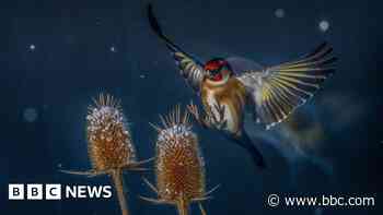 Bird on a wire and other winning photos