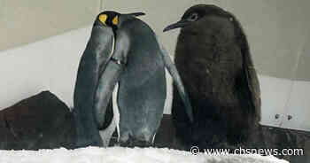 Nearly 50-pound Pesto the baby penguin takes internet by storm